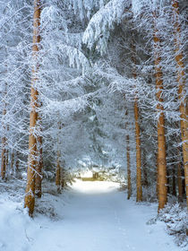 Winterweg by foxografie