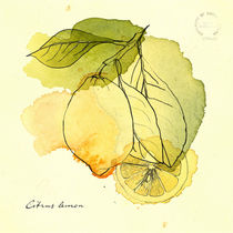 Citrus Lemon by mare