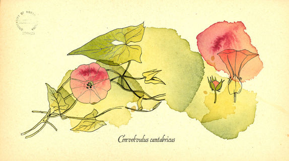Convolvus-cantabricus