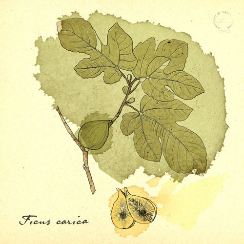 Ficus-carica
