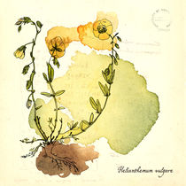 Helianthemum Vulgare by mare