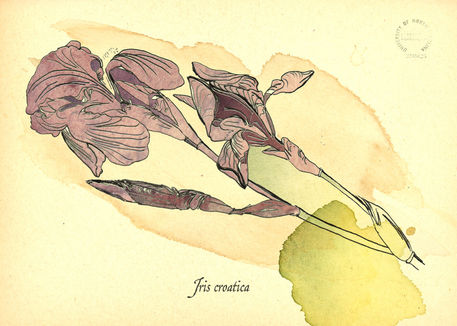 Iris-croatica