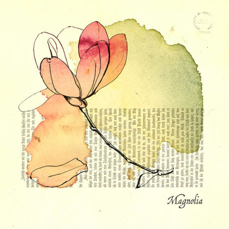 Magnolia-2