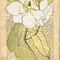 Magnolia-grandiflora-4