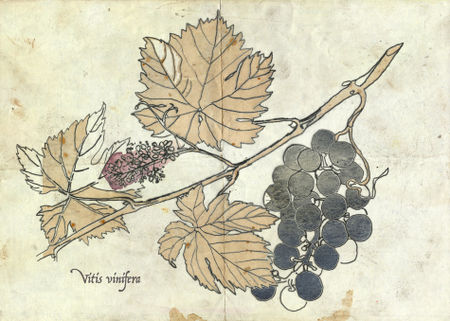 Vitis-vinifera-2