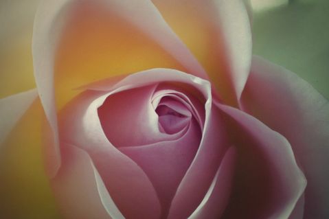Rose-2016-002b