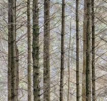 Wintry forest von Leighton Collins