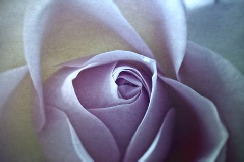 Rose-2016-003c