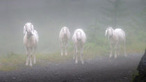 Begegnung im Nebel by foxografie