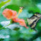 Papilio-cresphontes-23067-fotosketcher-neue-groesse