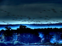 Nachtflug der Graugänse von J. Peter Kaschuba