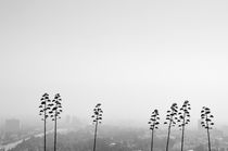 Foggy L.A. by Peer Eschenbach