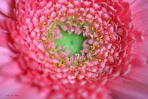 Rosa Blütenzauber von malin
