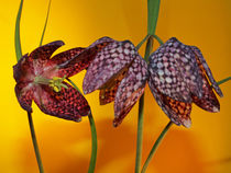 Blüte der Schachbrettblume (chess flower), Makro von Dagmar Laimgruber