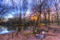 Early morning Forest Pond von David Pyatt