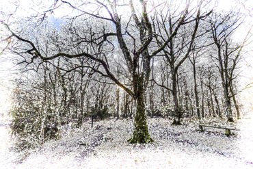 Vig-forest-snow