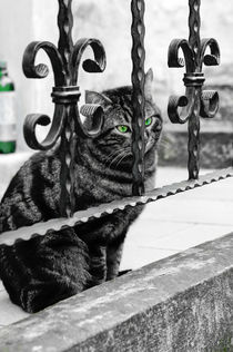 green-eyed cat & bottle von Thomas Matzl