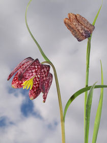 Blüte der Schachbrettblume (chess flower), Makro by Dagmar Laimgruber