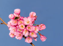 kirschblüte von fotolos