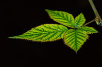 grünes Blatt by fotolos