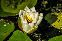 White Water Lily by Colin Metcalf