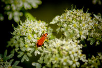 Red Soldier Beetle by Colin Metcalf
