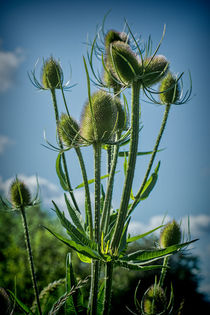Teasels by Colin Metcalf