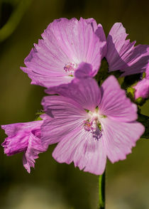 Musk Mallow by Colin Metcalf