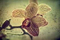 Little orchid by leddermann