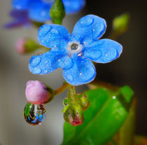 Forget-me-not in drops of rain by Yuri Hope