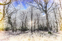 The English Snow Forest Art von David Pyatt