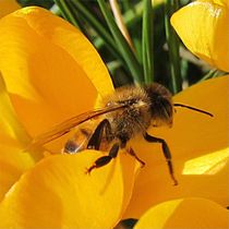 Biene auf Gelb von Angelika  Schütgens