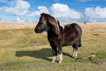 Dartmoor Pony by David Hare