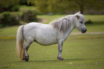 Miniature Horse. by David Hare