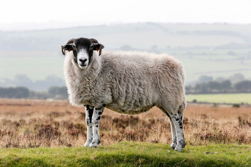 Sheep-1