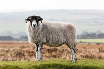 Sheep by David Hare