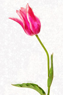 Tulpe by darlya