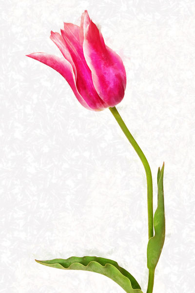 Tulpe-rosarot