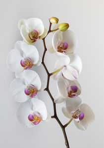White Orchid by Leighton Collins