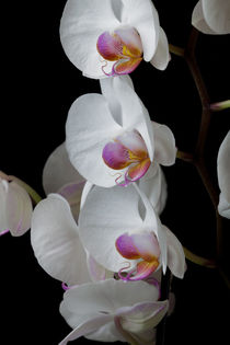 White Orchids von Leighton Collins