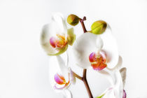 Orchids von Leighton Collins