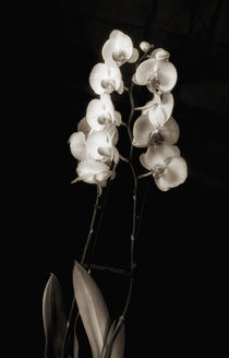 Orchids in monochrome by Leighton Collins
