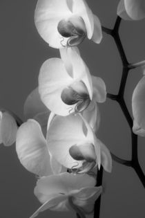 Orchids in Black and white by Leighton Collins