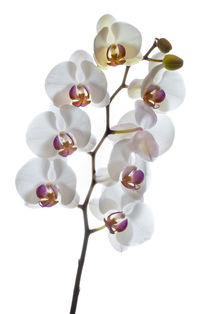 Orchids in High Key von Leighton Collins