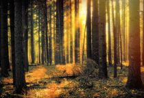 Licht im Wald von Oliver Kieser