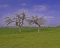fields near Laupheim by Michael Naegele