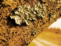 moss on the tree von Maksym Syrota