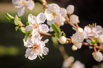 Spring Blossom by Jeremy Sage