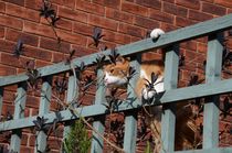 Cat On A Fence von Malcolm Snook