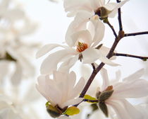 Blütentraum in weiß by gugigei
